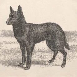 PassPort Kelpie T-Shirt Natural -Slam City Shop 0000s 0052 KELPIETEENATURALD2copy